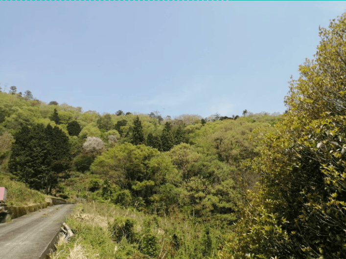 緑豊かな茶畑の風景