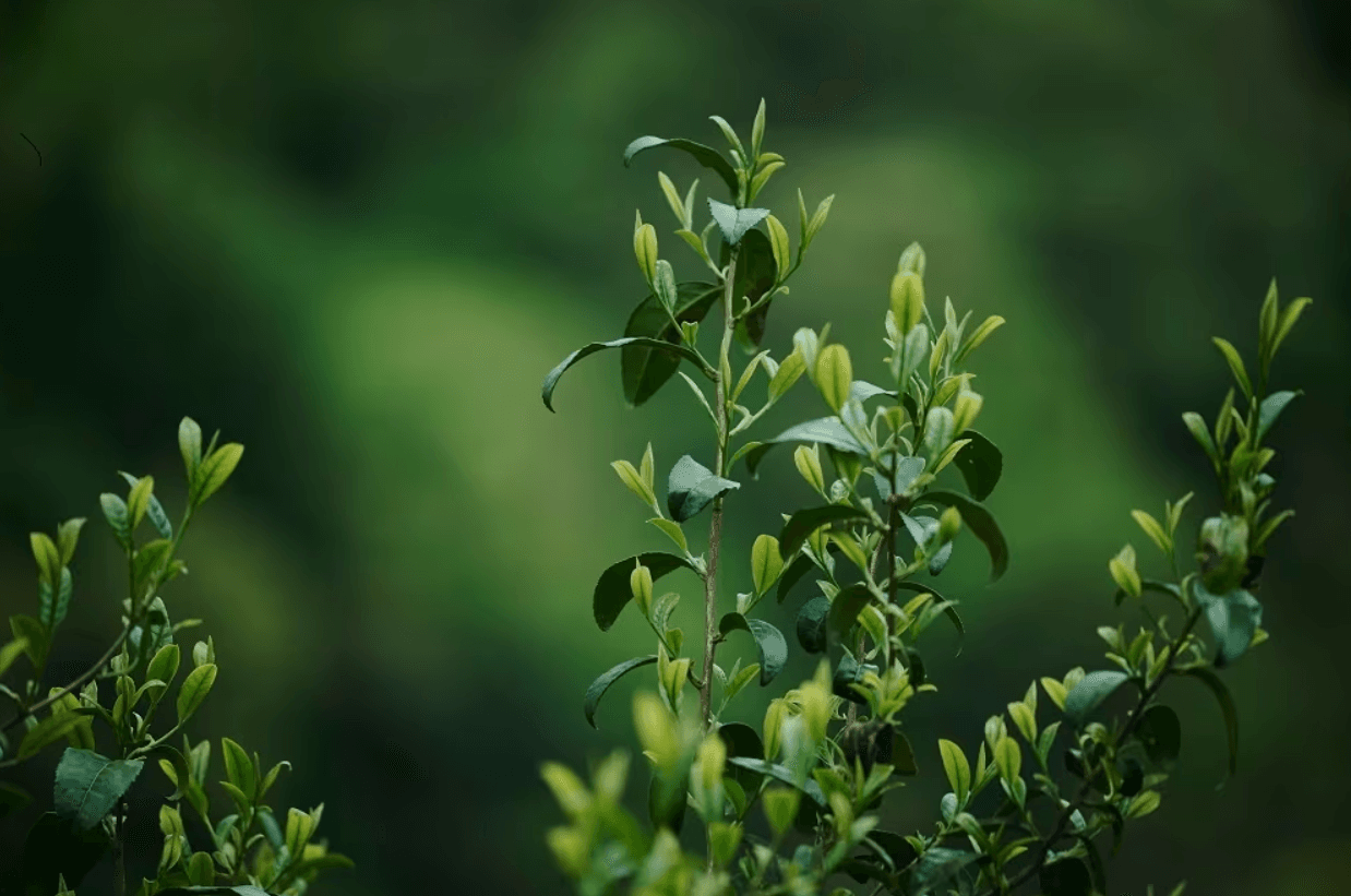 新鮮な茶の葉