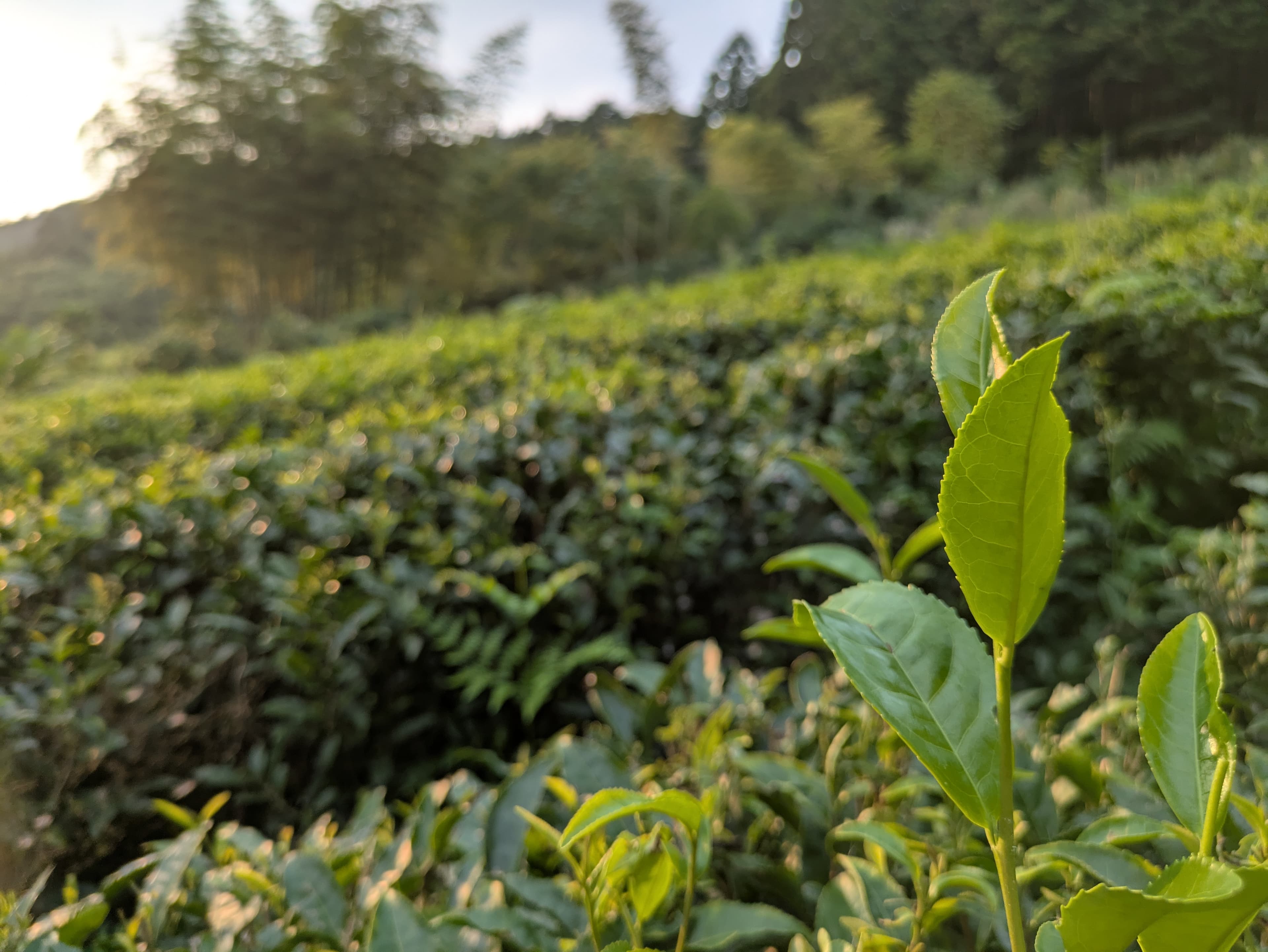 朝もやに包まれた茶